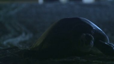 Deniz kaplumbağası Sahilde yürüyüş