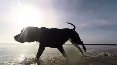  plajda çalışan köpek