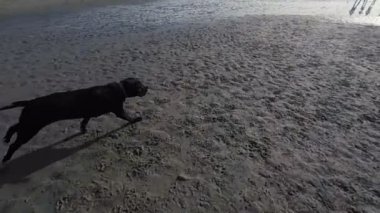  plajda çalışan köpek