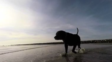  plajda çalışan köpek