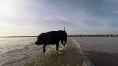  plajda çalışan köpek