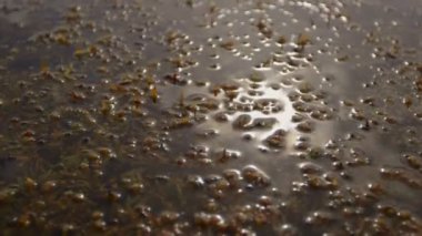 Yaz bataklıkta yosununa 