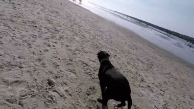 top oynayan köpek 