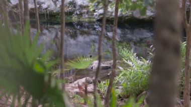 ormanda uçan kuşlar