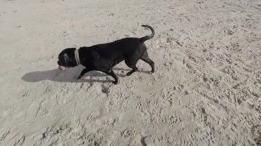 top oynayan köpek 