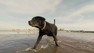  plajda çalışan köpek