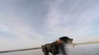  plajda çalışan köpek
