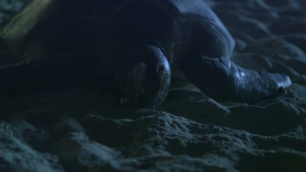 Havssköldpadda på stranden — Stockvideo