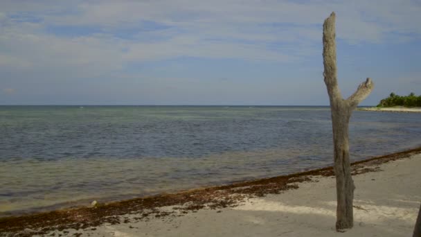 해변과 바다 석양 — 비디오