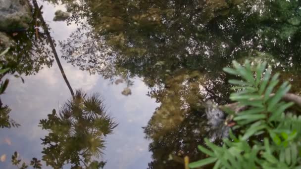 Kleiner See im Wald — Stockvideo