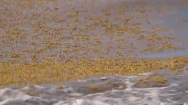 Algas marinhas no pântano no verão — Vídeo de Stock