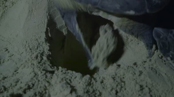 Sea turtle nesting op strand — Stockvideo