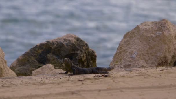 Iguana sdraiata sulla roccia — Video Stock