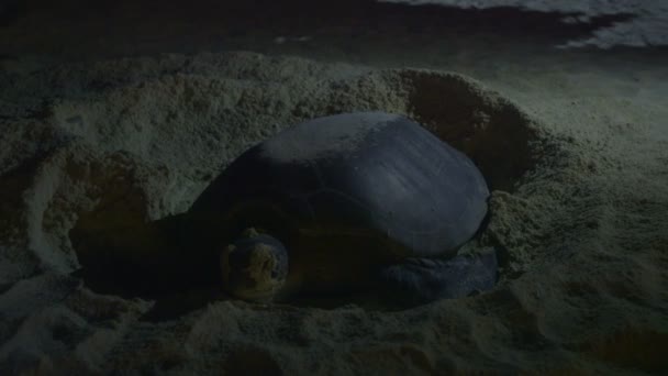 Sea turtle nesting op strand — Stockvideo