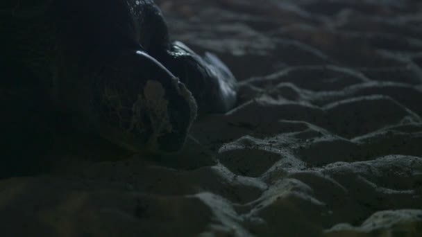Anidación de tortugas marinas en la playa — Vídeos de Stock