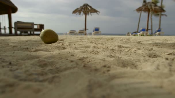 Coco Caindo na praia — Vídeo de Stock