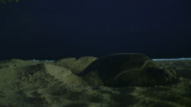 Sea turtle nesting op strand — Stockvideo