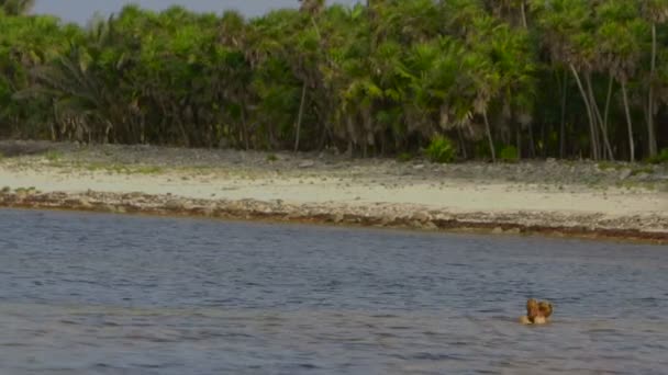 Touristen am tropischen Strand — Stockvideo