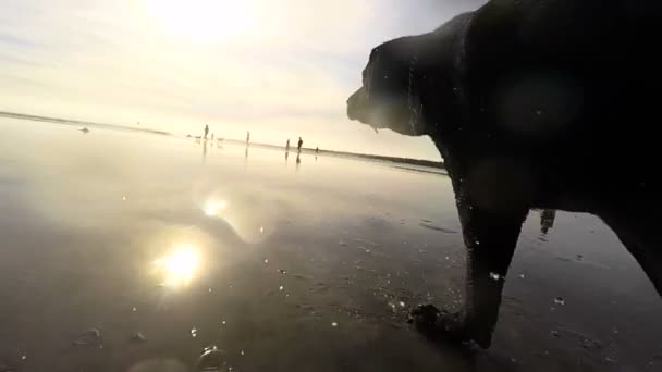 Hond uitgevoerd op strand — Stockvideo