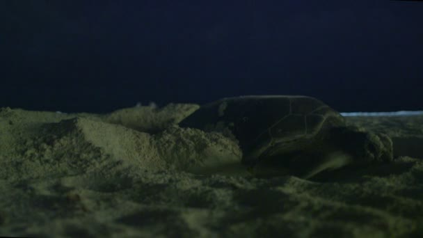 Sea turtle nesting op strand — Stockvideo