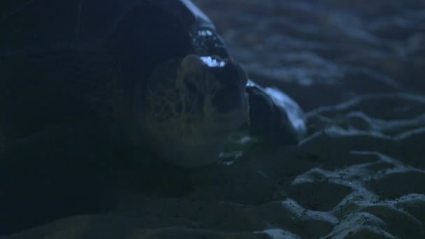 Havssköldpadda på stranden — Stockvideo