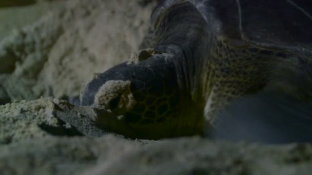 Sea turtle nesting op strand — Stockvideo