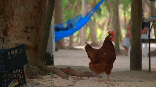 Kyckling på sandstrand — Stockvideo