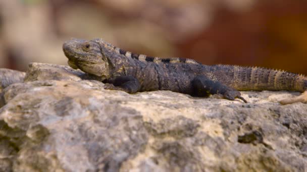 Kayanın üzerinde yalan Iguana — Stok video