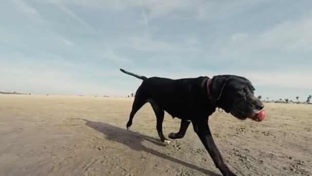 Hond spelen met de bal — Stockvideo
