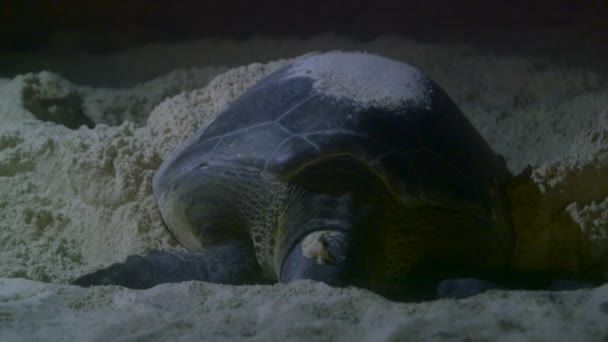Sea turtle nesting op strand — Stockvideo