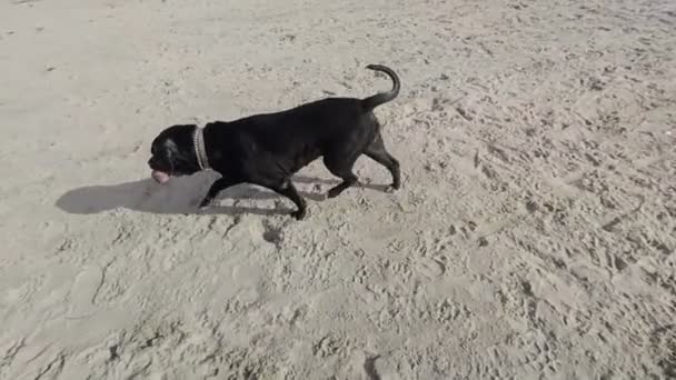 Собака играет с мячом — стоковое видео