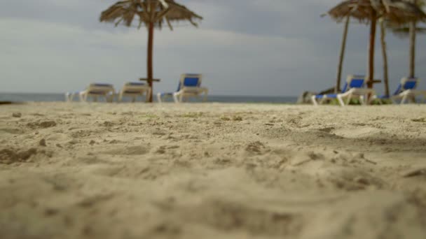 Coco Caindo na praia — Vídeo de Stock