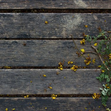 Yaprak ve dal ahşap tahta üzerinde