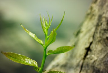 Vintage renk vuruyor