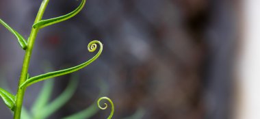 Kıvrımlı yaprak arka plan