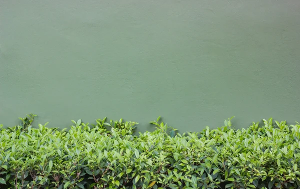 Grøn væg Bush baggrund - Stock-foto