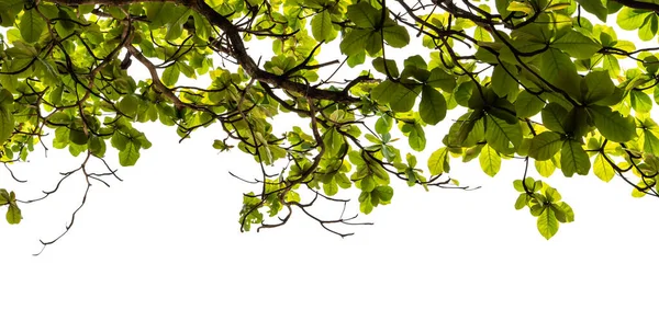 Hojas Rama Árbol Verde Aisladas Sobre Fondo Blanco Naturaleza Tropical — Foto de Stock