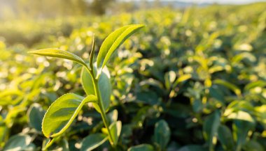Tepedeki büyük çiftlikteki taze çay yapraklarının manzarasını kapat. Yeşil tomurcuk tarlası, güneş ışığı arka planında.
