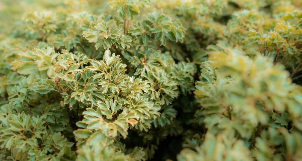 Gyönyörű Őszi Levelek Bokor Parkban Közelkép Zöld Gyógynövény Dekoratív Bokor — Stock Fotó