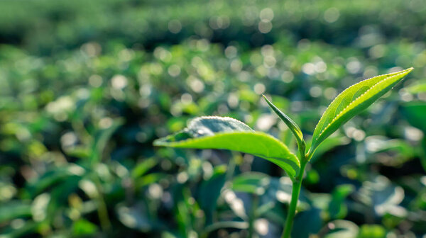 Close up view of fresh tea leaves bush at large farm on the hill, green bud plant field with sunlight background