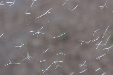 Plastik mermilerin BB top sahasına isabet etmesinden kaynaklanan kirli cam pencere hasarını kapat, soyut örümcek ağı çatlak dokusu