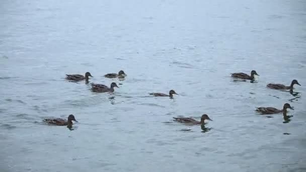 Canards nageant dans un lac — Video