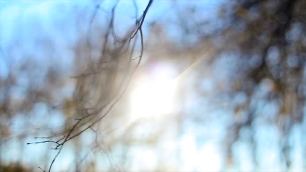 Puesta de sol detrás de la copa desnuda de un árbol en otoño — Vídeos de Stock