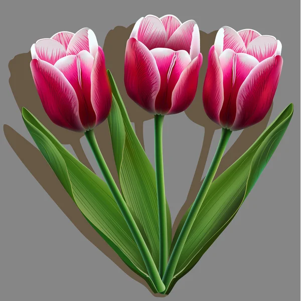 Csokor rózsaszín tulipánok a szürke háttér, árnyék — Stock Vector