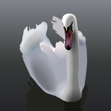 Elegant white Swan swimming on water clipart