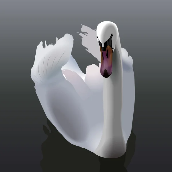 Elegante witte zwaan zwemmen op water — Stockvector