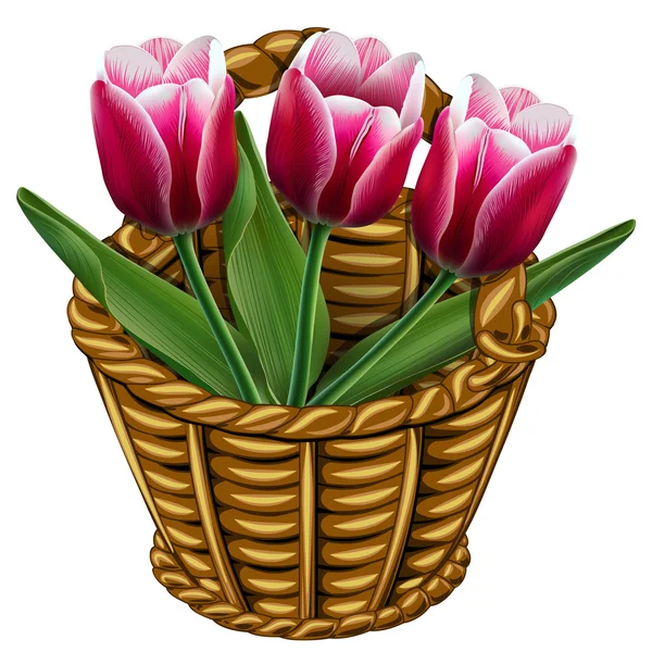 Wiklinowy kosz z trzy różowe tulipany — Wektor stockowy
