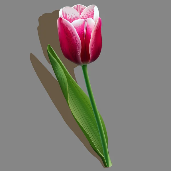 Розовый тюльпан с зеленым листом на сером фоне — стоковый вектор