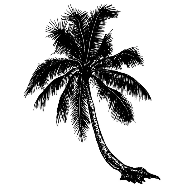 Silhouette palmiers tropicaux sur fond blanc — Image vectorielle