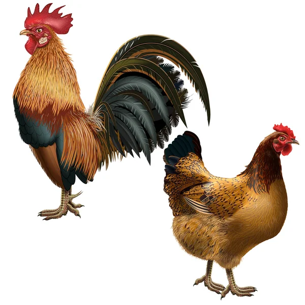 Traje rojo gallo y gallina sobre un fondo vacío — Archivo Imágenes Vectoriales